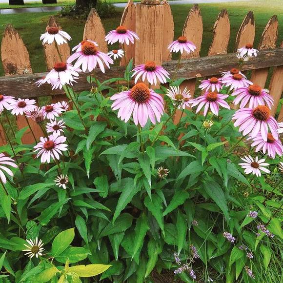 Meet your Posher, Maureen - Picture 1 of 1